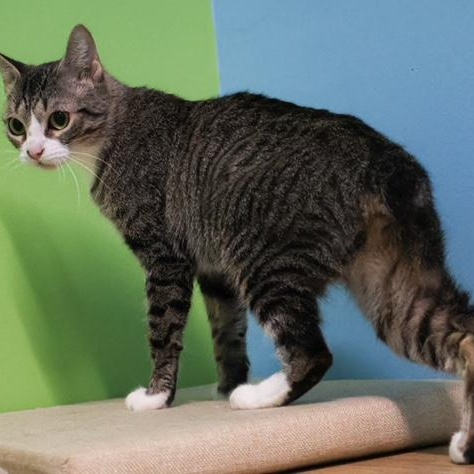 Enlarge Omelette, an adoptable mixed breed in Converse, TX image 1/6