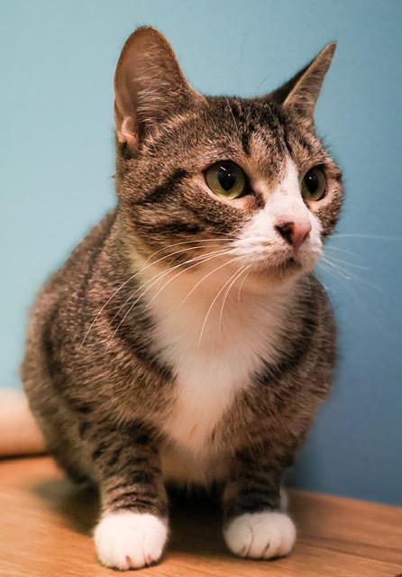 Enlarge Omelette, an adoptable mixed breed in Converse, TX image 3/6