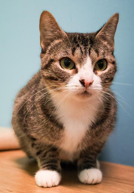 Enlarge Omelette, an adoptable mixed breed in Converse, TX image 5/6