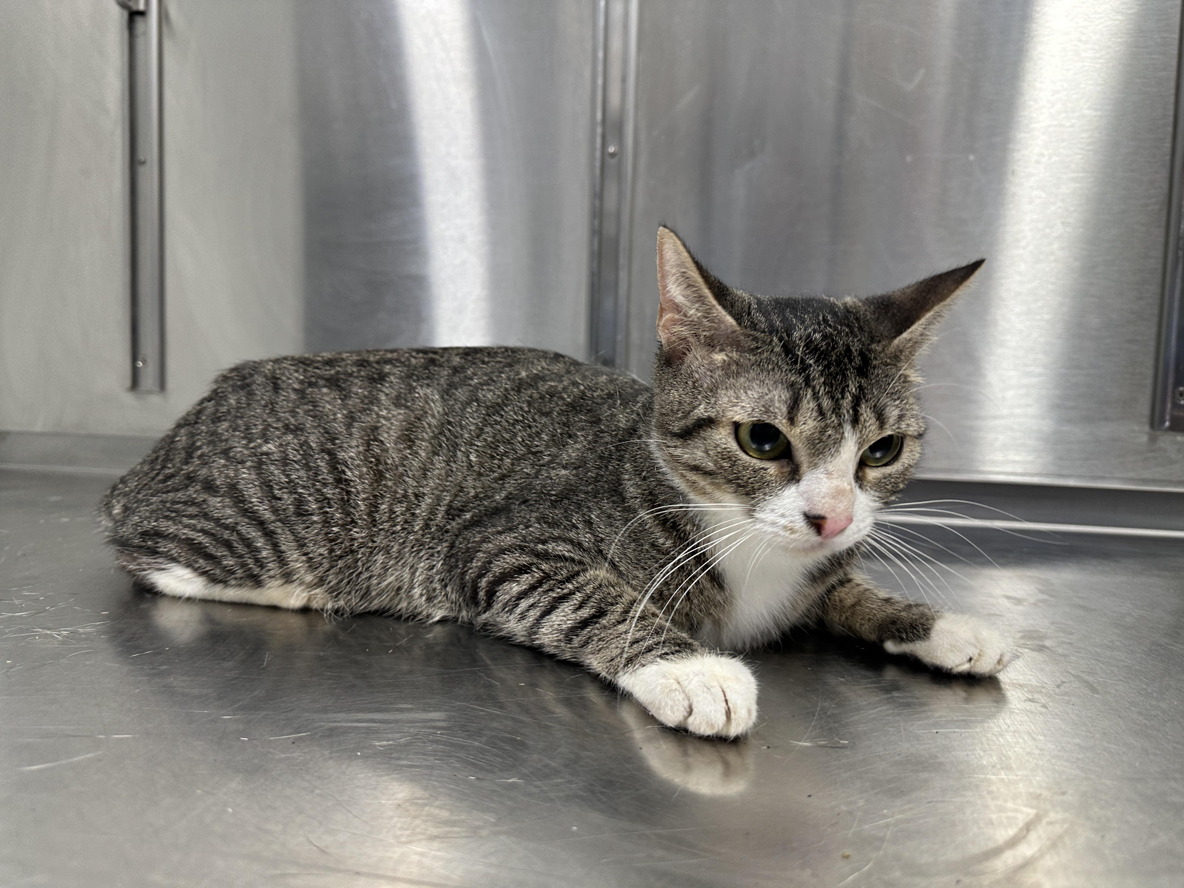 Omelette, adoptable, Adult Female Domestic Short Hair.