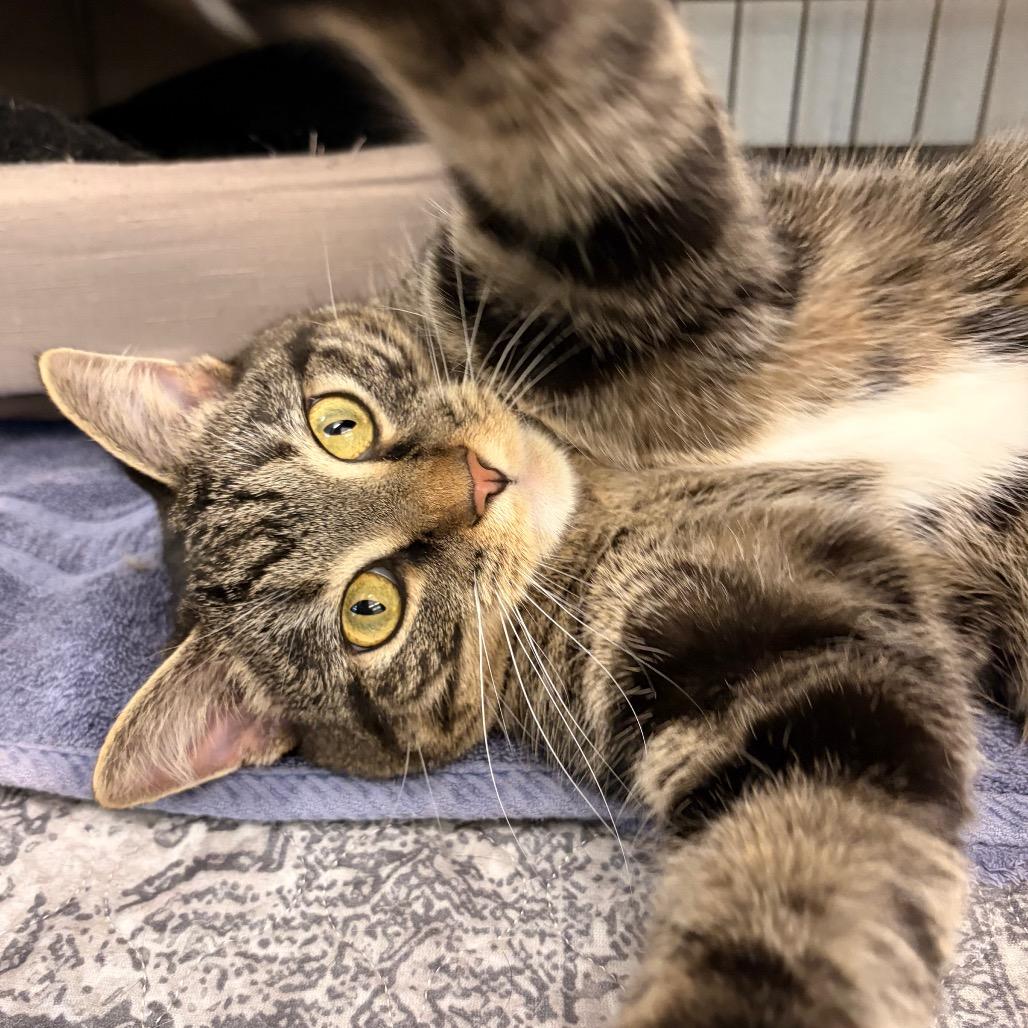 Enlarge Crowley, a Adoptable Domestic Short Hair in Marshall, VA image 1/2