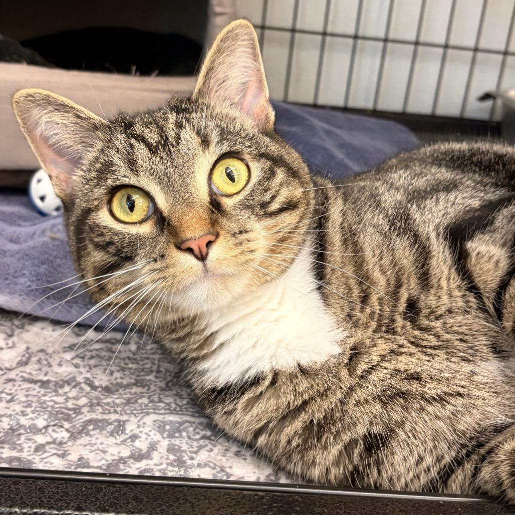 Enlarge Crowley, a Adoptable Domestic Short Hair in Marshall, VA image 2/2