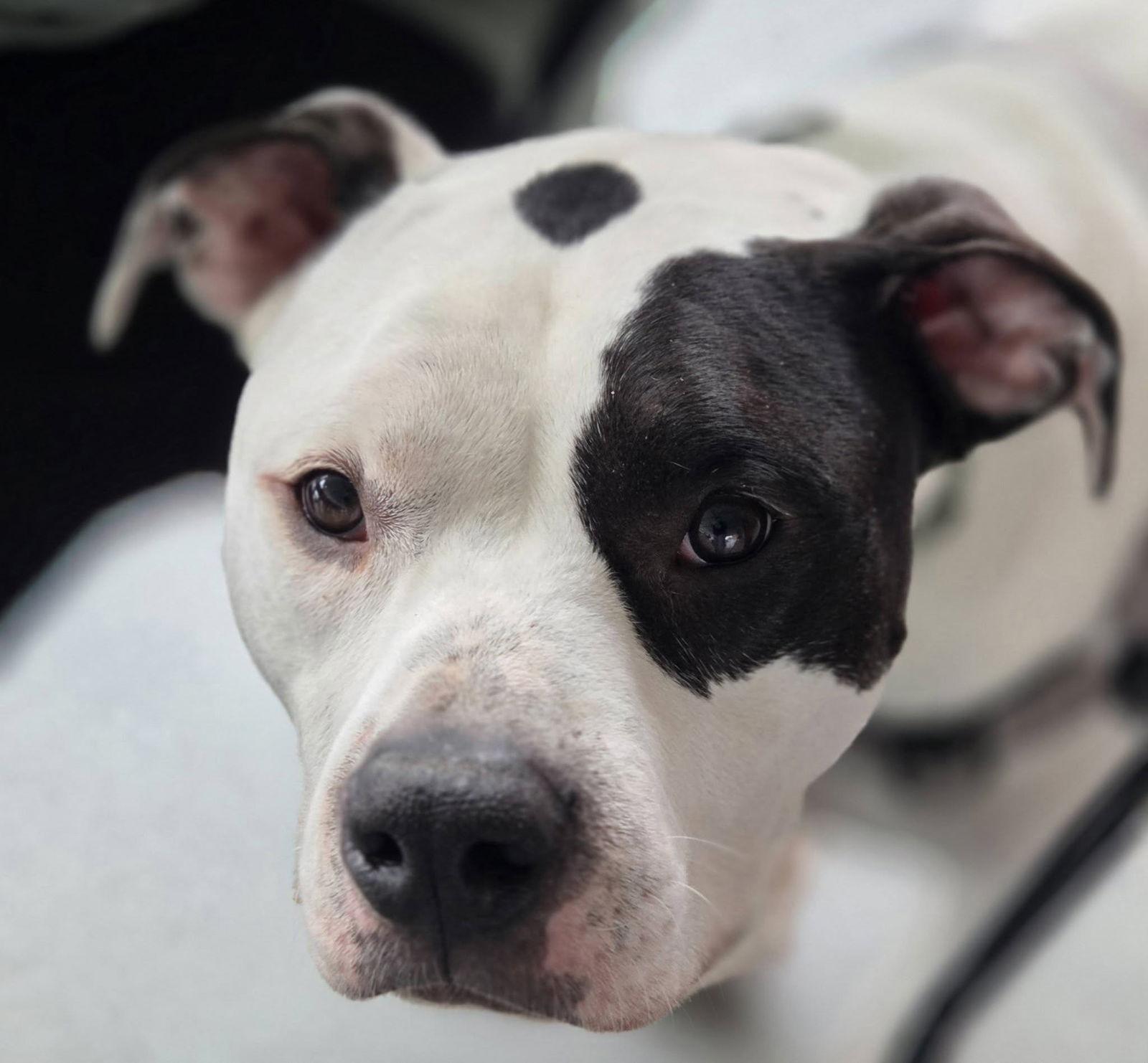 Buck, Adoptable, Young Male American Bulldog.
