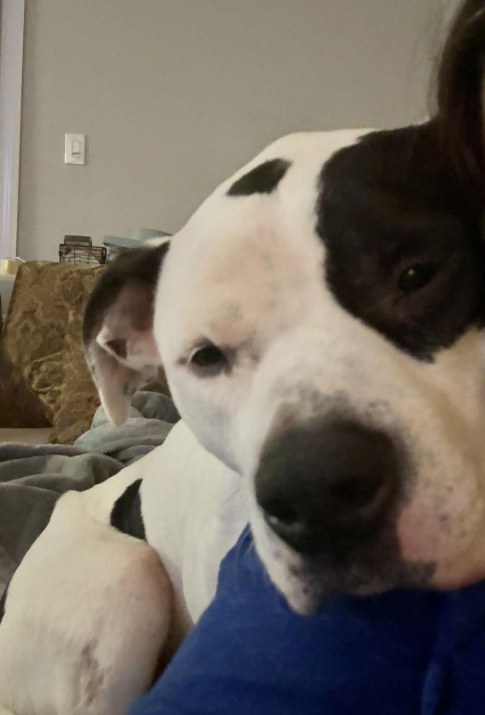 Enlarge Buck, a Adoptable American Bulldog in Hillsboro, NH image 1/3