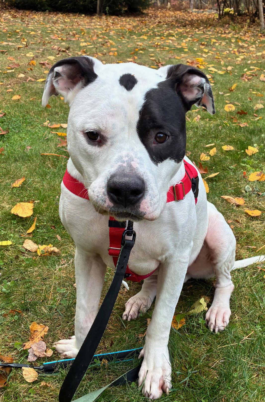 Enlarge Buck, a Adoptable American Bulldog in Hillsboro, NH image 2/3
