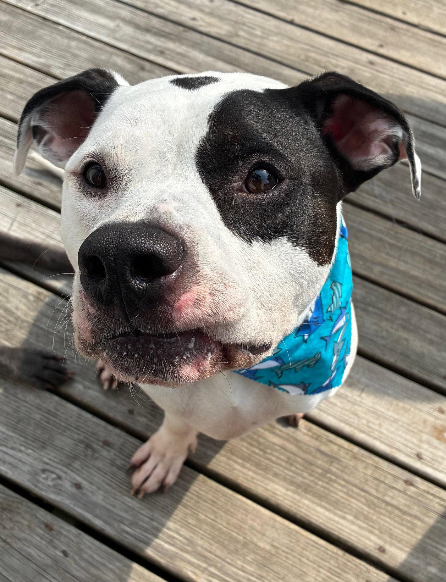 Buck, Adoptable, Young Male American Bulldog.