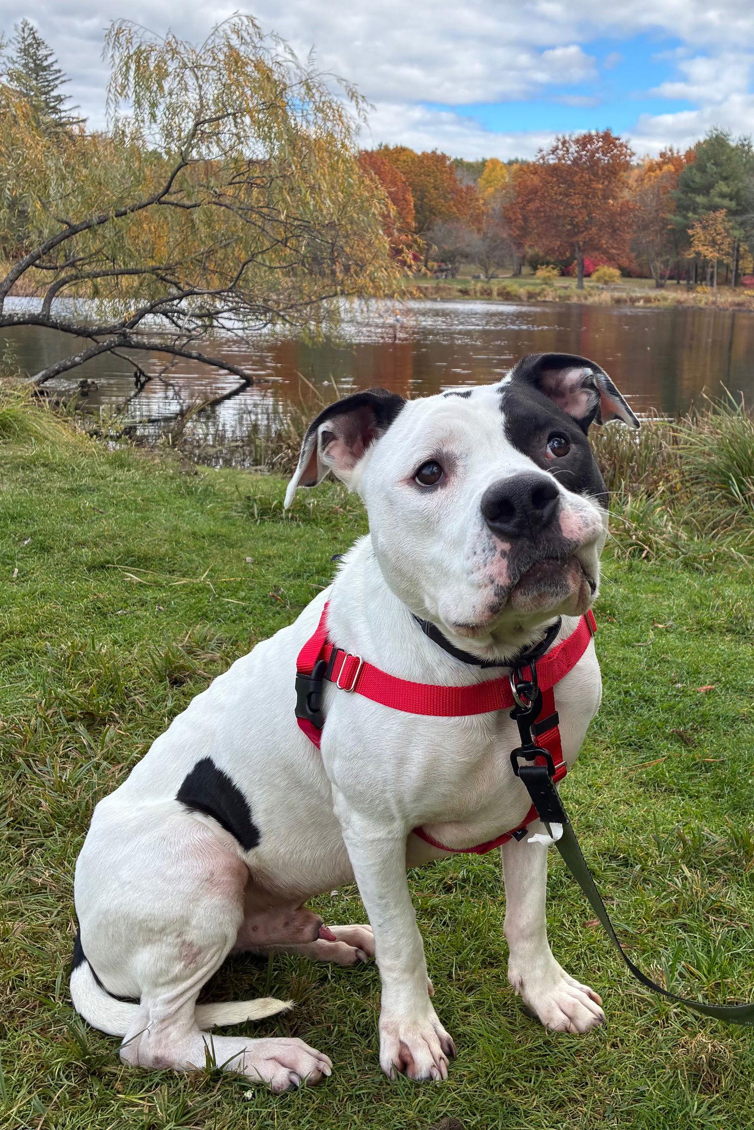 Enlarge Buck, a Adoptable American Bulldog in Hillsboro, NH image 3/3