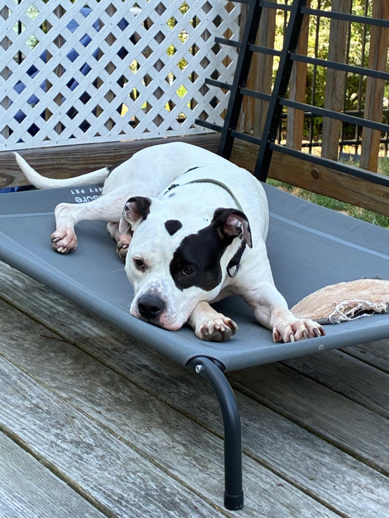 Buck, a Adoptable American Bulldog in Hillsboro, NH image 3/3