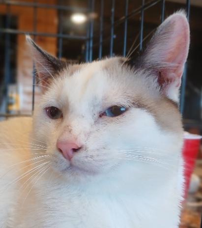 Enlarge 7mnthsealsnowshoemale, a Adoptable Siamese in Lees Summit, MO image 1/1