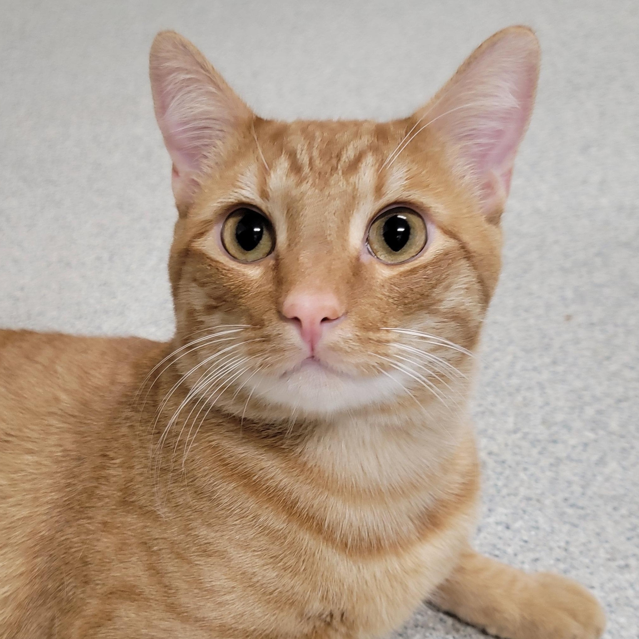Crookshanks, Adoptable, Young Male Domestic Short Hair.