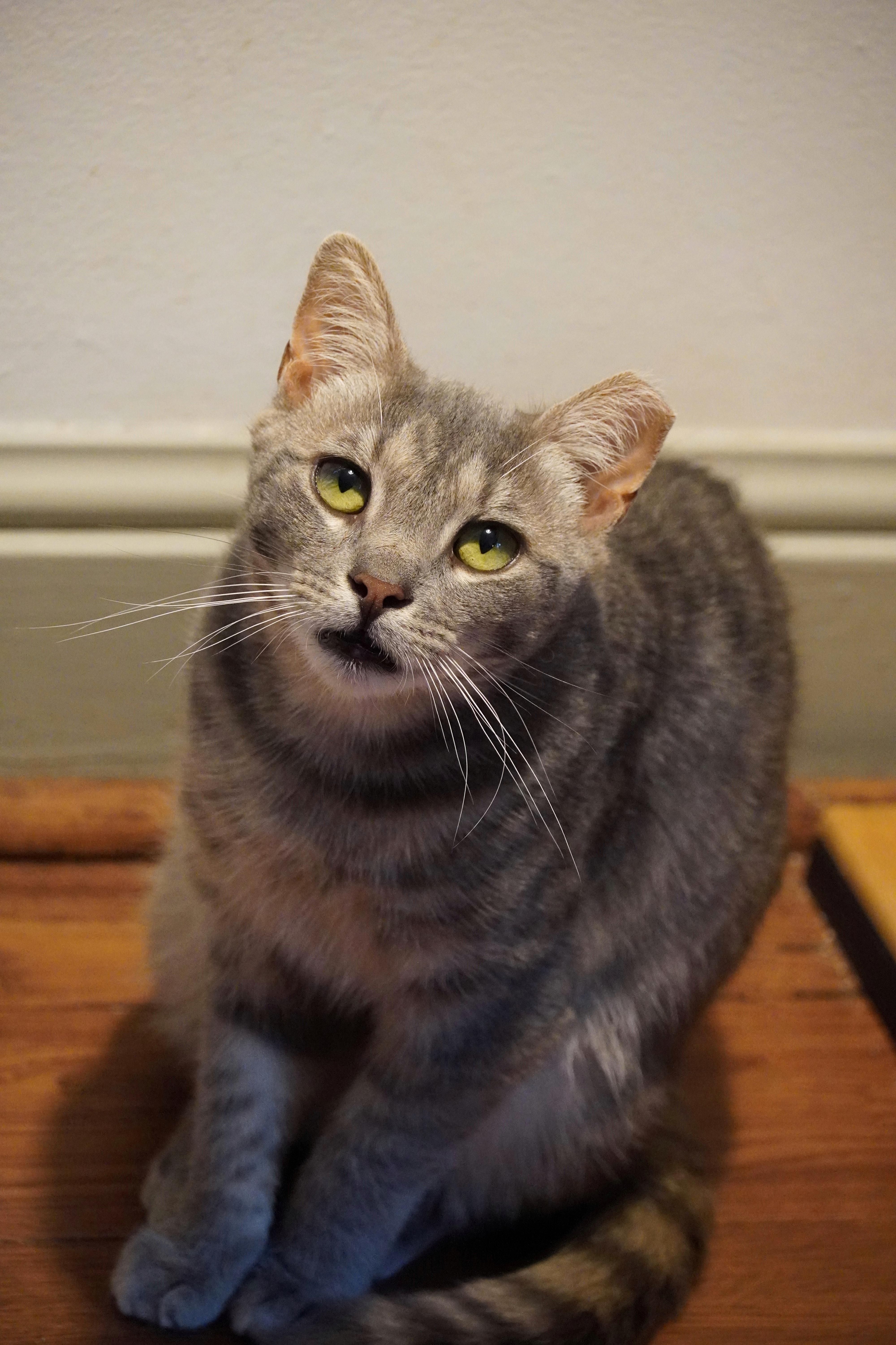 Enlarge Ziggy, a Adoptable Domestic Short Hair in Hershey, PA image 2/6