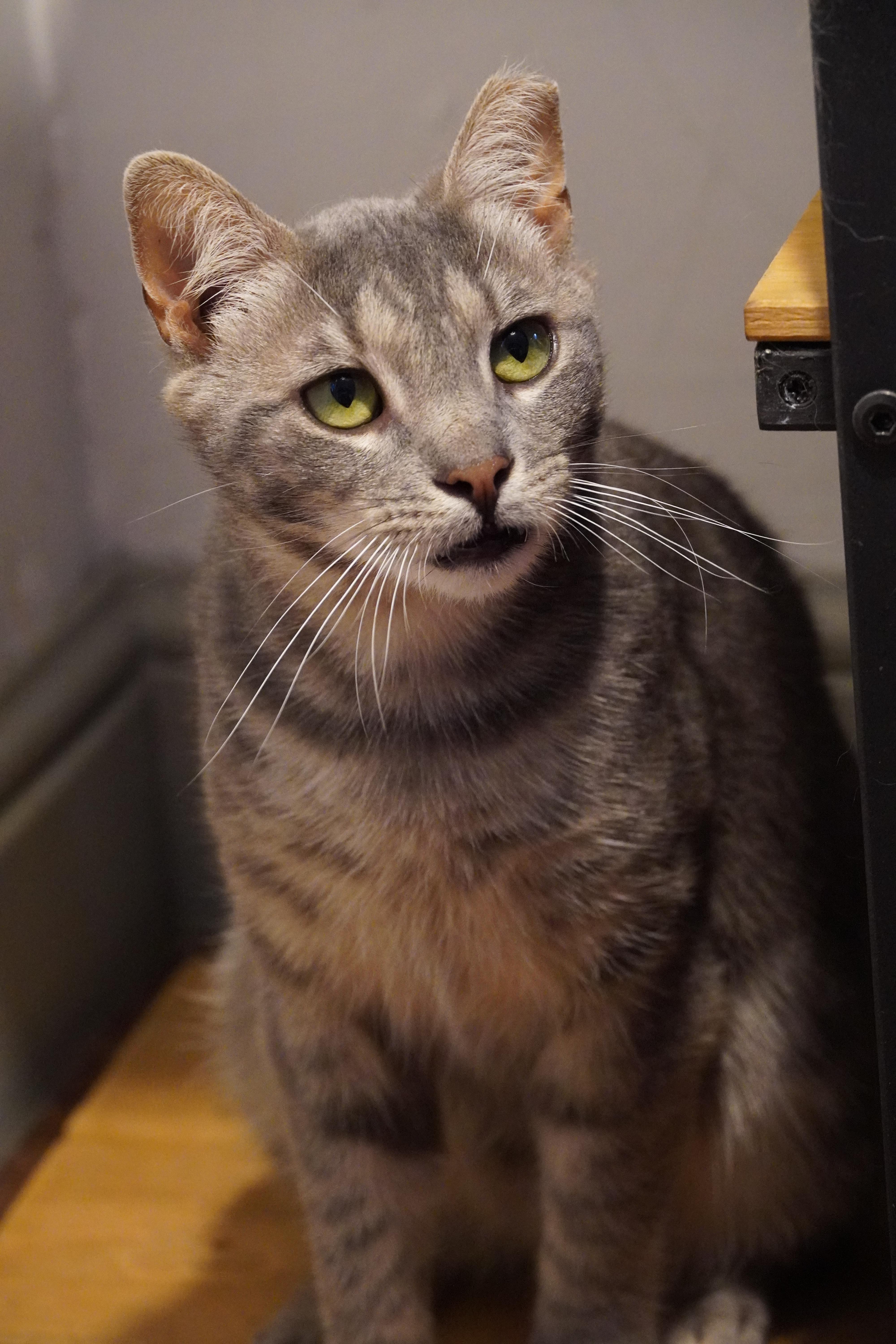 Ziggy, a Adoptable Domestic Short Hair in Hershey, PA image 1/6