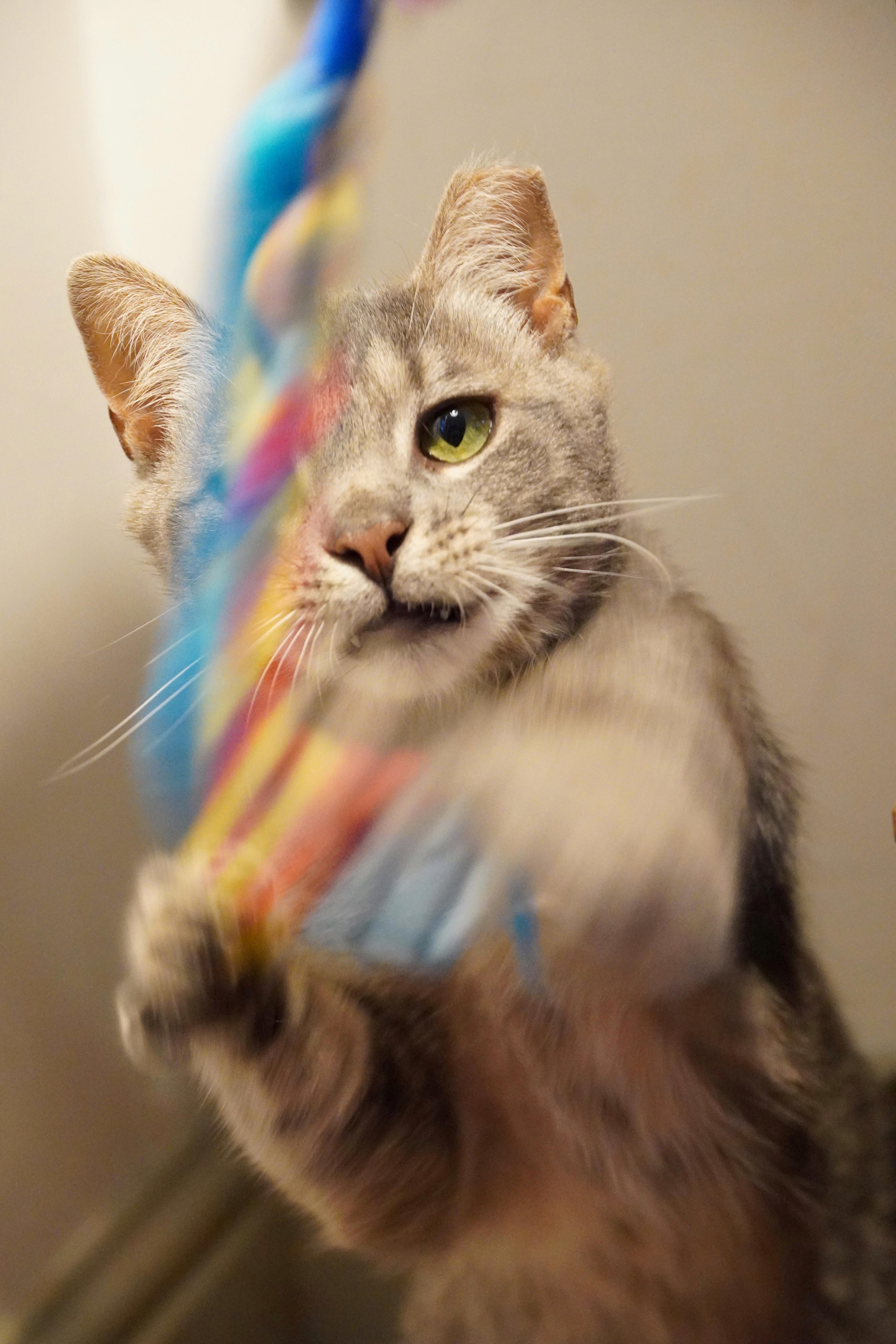 Enlarge Ziggy, a Adoptable Domestic Short Hair in Hershey, PA image 4/6