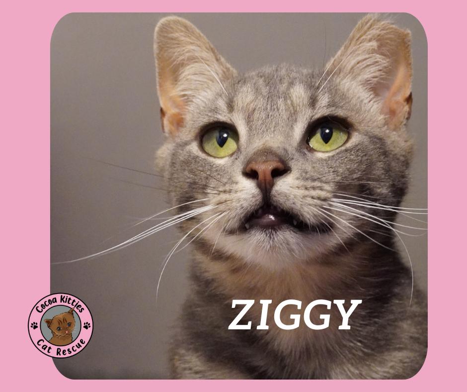 Ziggy, Adoptable, Adult Male Domestic Short Hair.