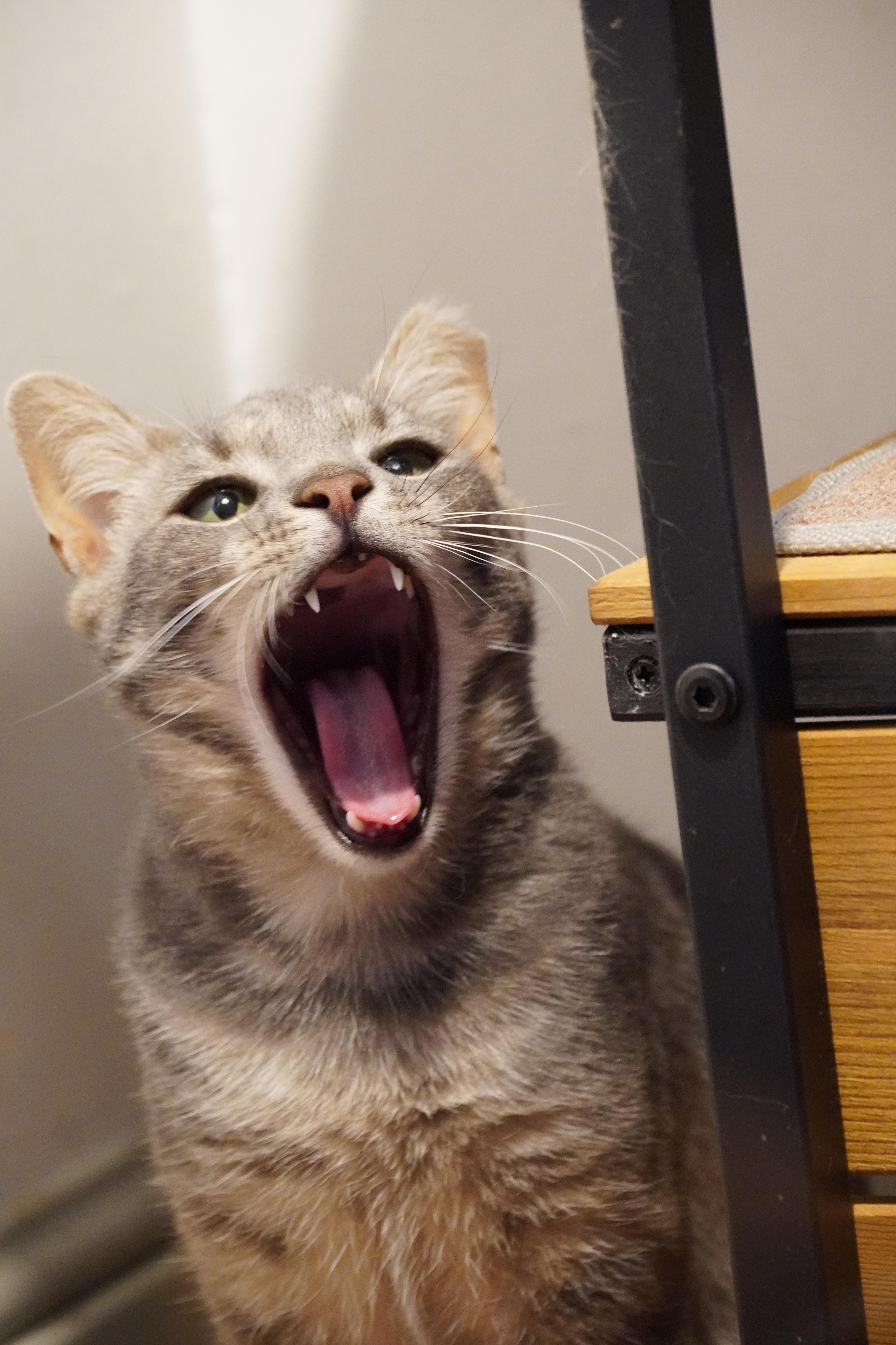 Enlarge Ziggy, a Adoptable Domestic Short Hair in Hershey, PA image 5/6