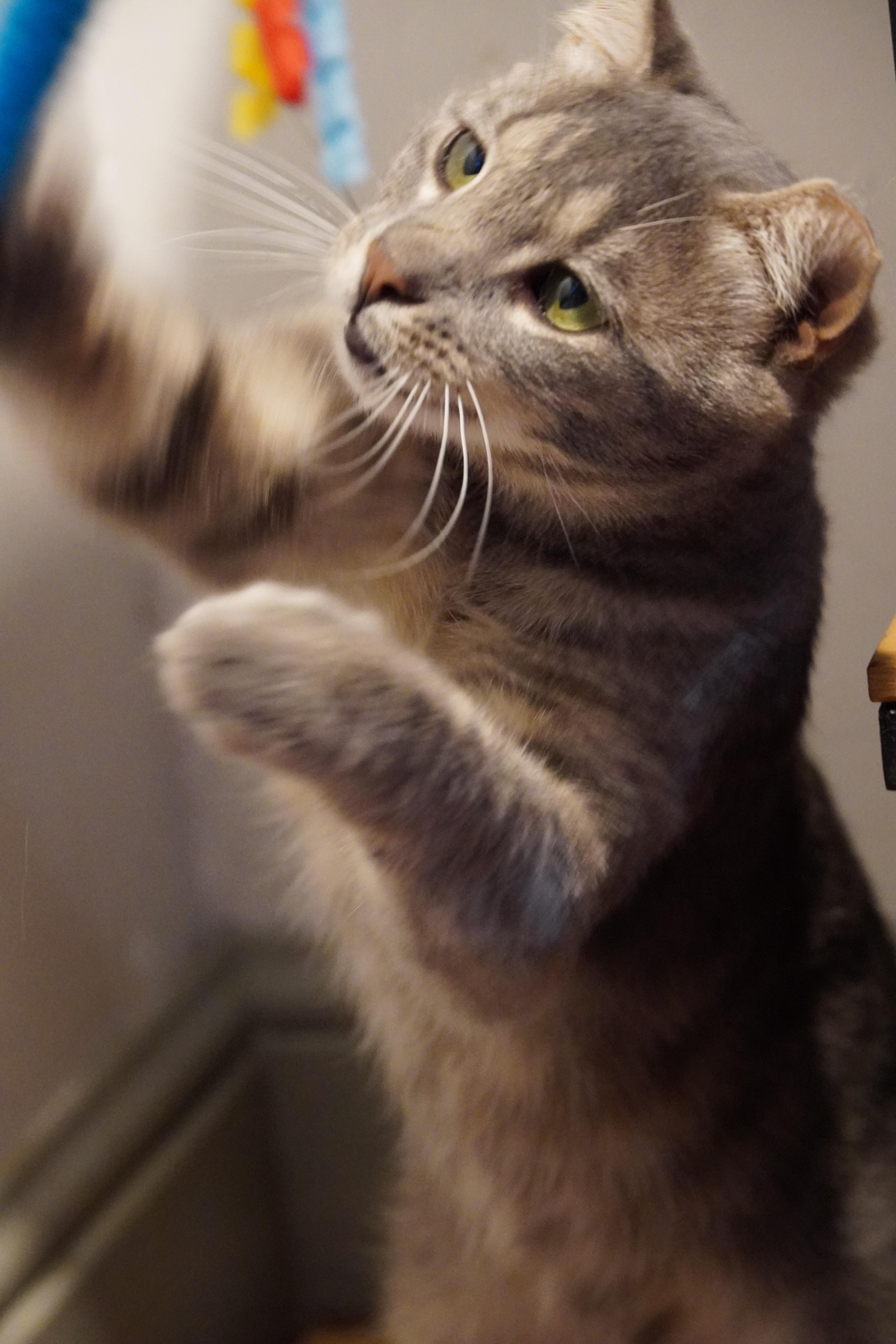 Enlarge Ziggy, a Adoptable Domestic Short Hair in Hershey, PA image 3/6