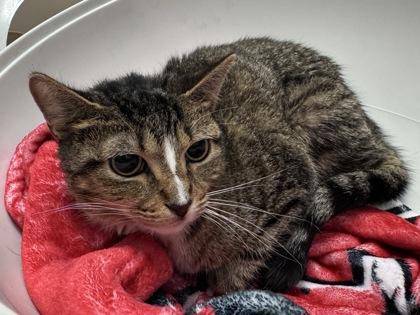 Enlarge Mitts, a Adoptable mixed breed in Coon Rapids, MN image 1/1