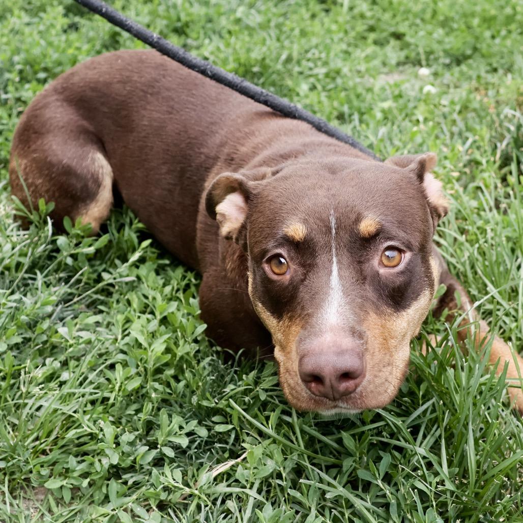 Isabelle, Adoptable, Adult Female Pit Bull Terrier & Mixed Breed.