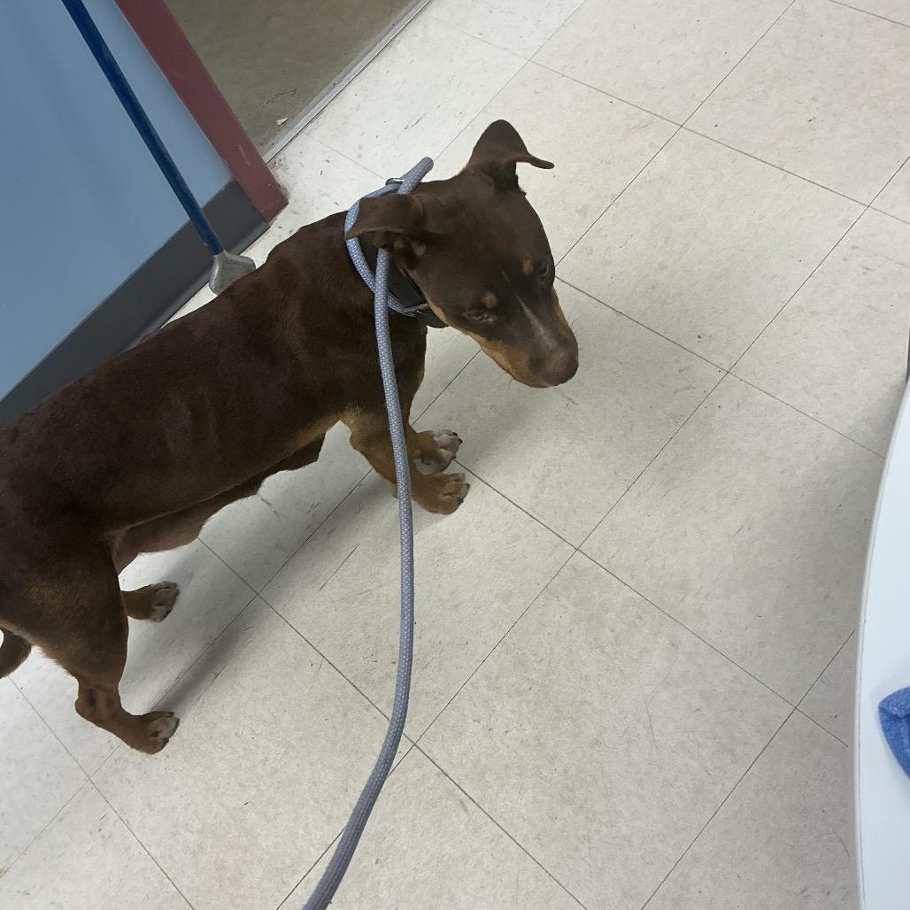 Enlarge Isabelle, a Adoptable mixed breed in St Joseph, MO image 1/5