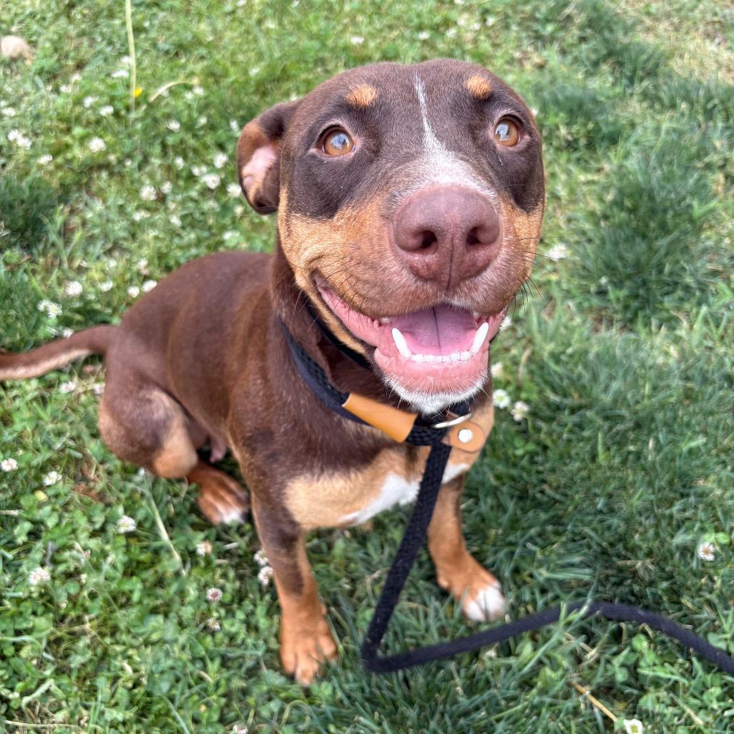 Enlarge Isabelle, a Adoptable mixed breed in St Joseph, MO image 2/5