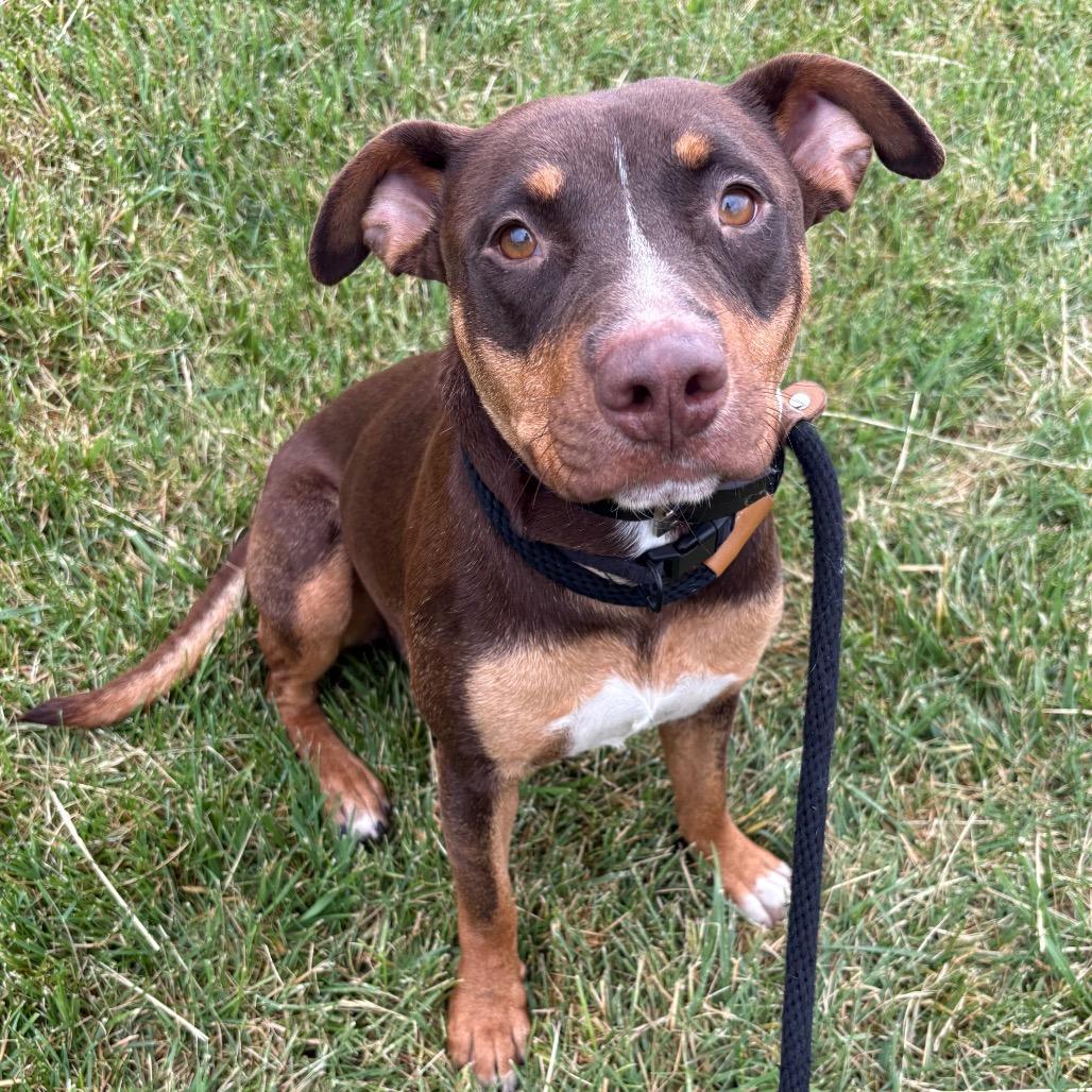 Enlarge Isabelle, a Adoptable mixed breed in St Joseph, MO image 3/5