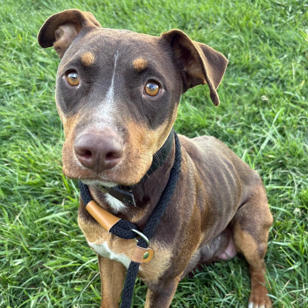 Enlarge Isabelle, a Adoptable mixed breed in St Joseph, MO image 4/5
