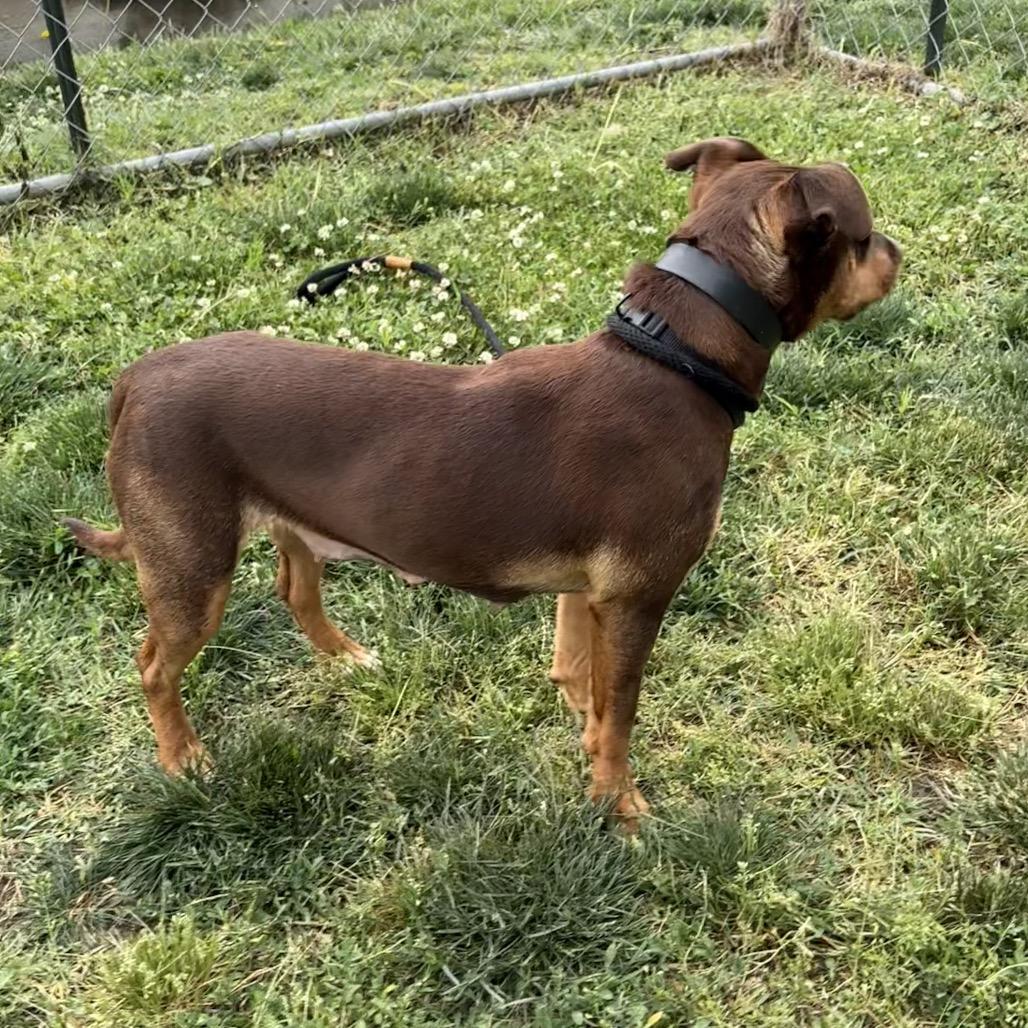 Enlarge Isabelle, a Adoptable mixed breed in St Joseph, MO image 5/5