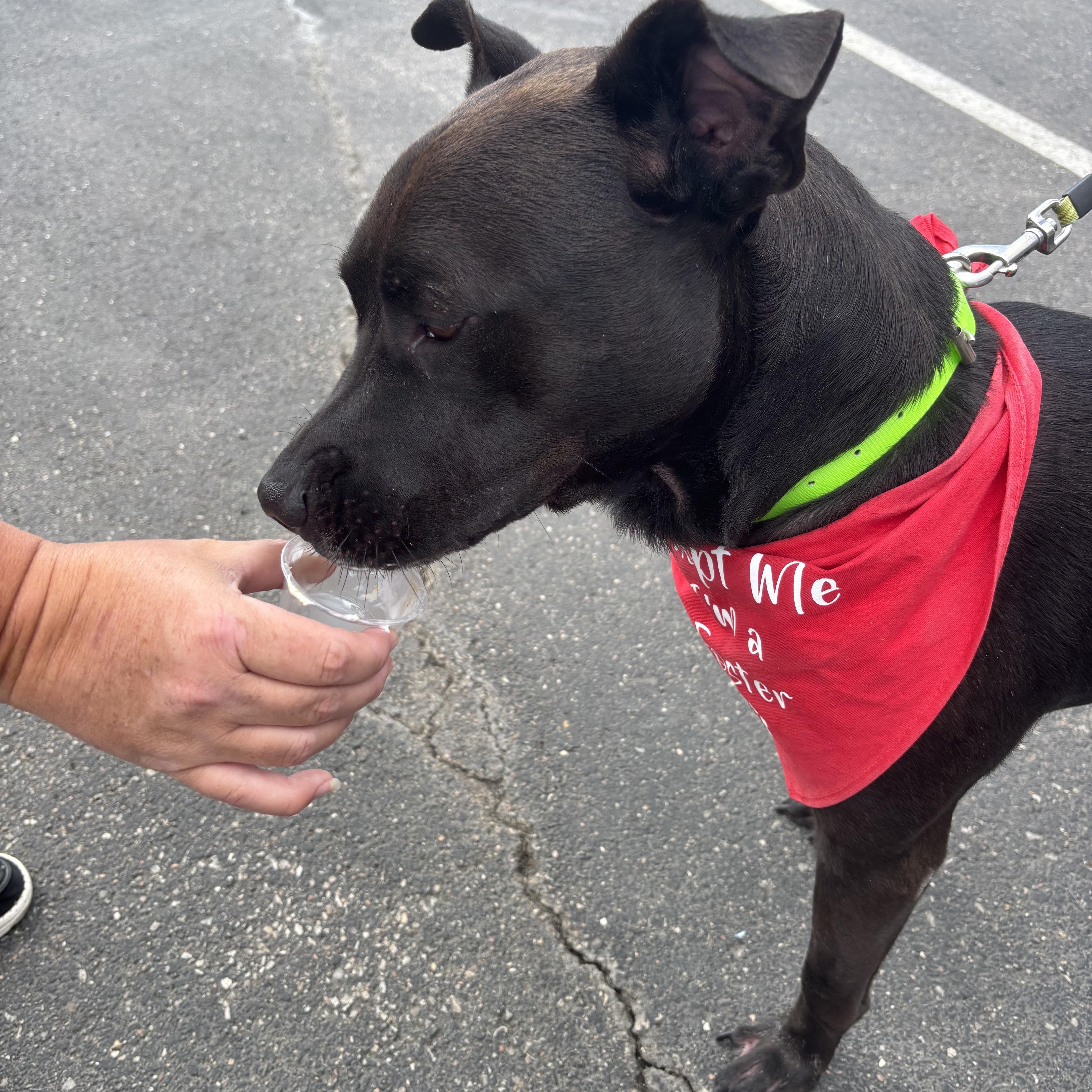 Doc, a Adoptable mixed breed in Milford, OH image 3/5