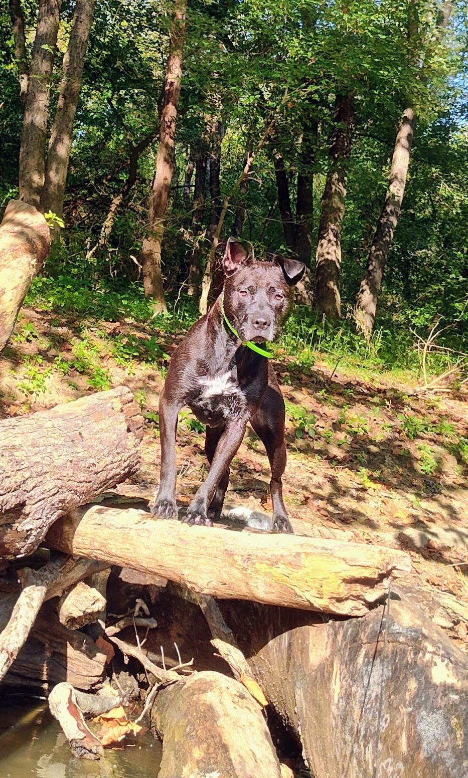 Doc, a Adoptable mixed breed in Milford, OH image 1/5