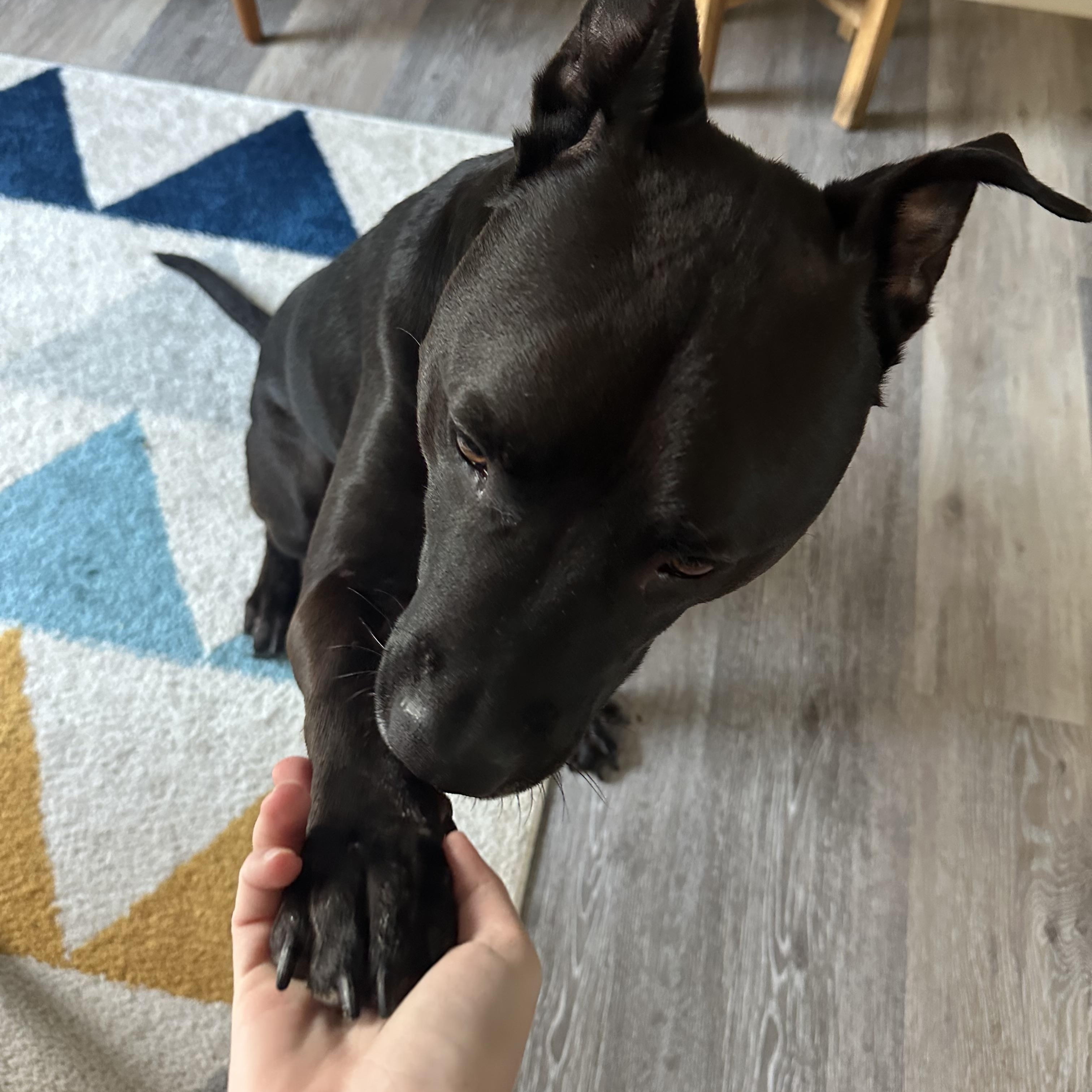 Doc, a Adoptable mixed breed in Milford, OH image 2/5