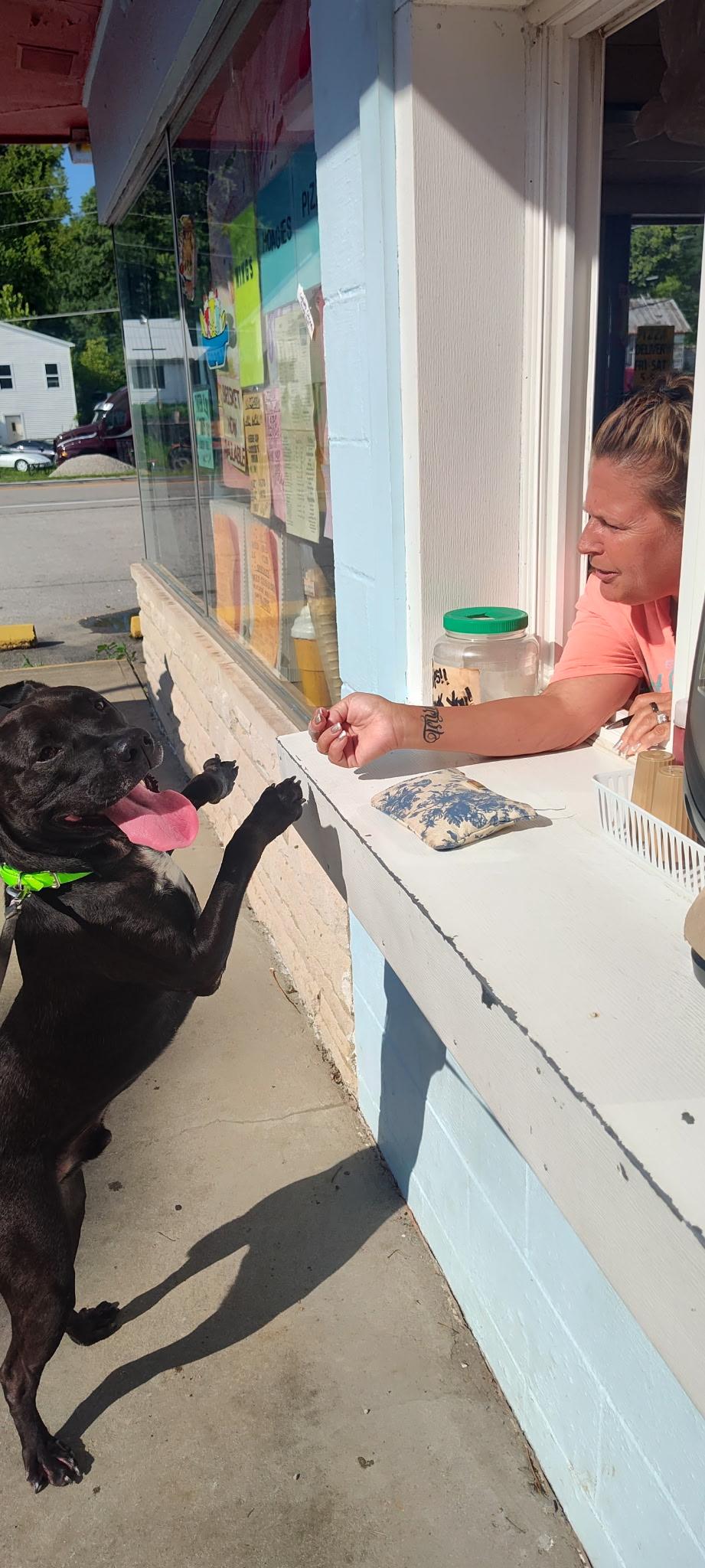 Doc, a Adoptable mixed breed in Milford, OH image 5/5