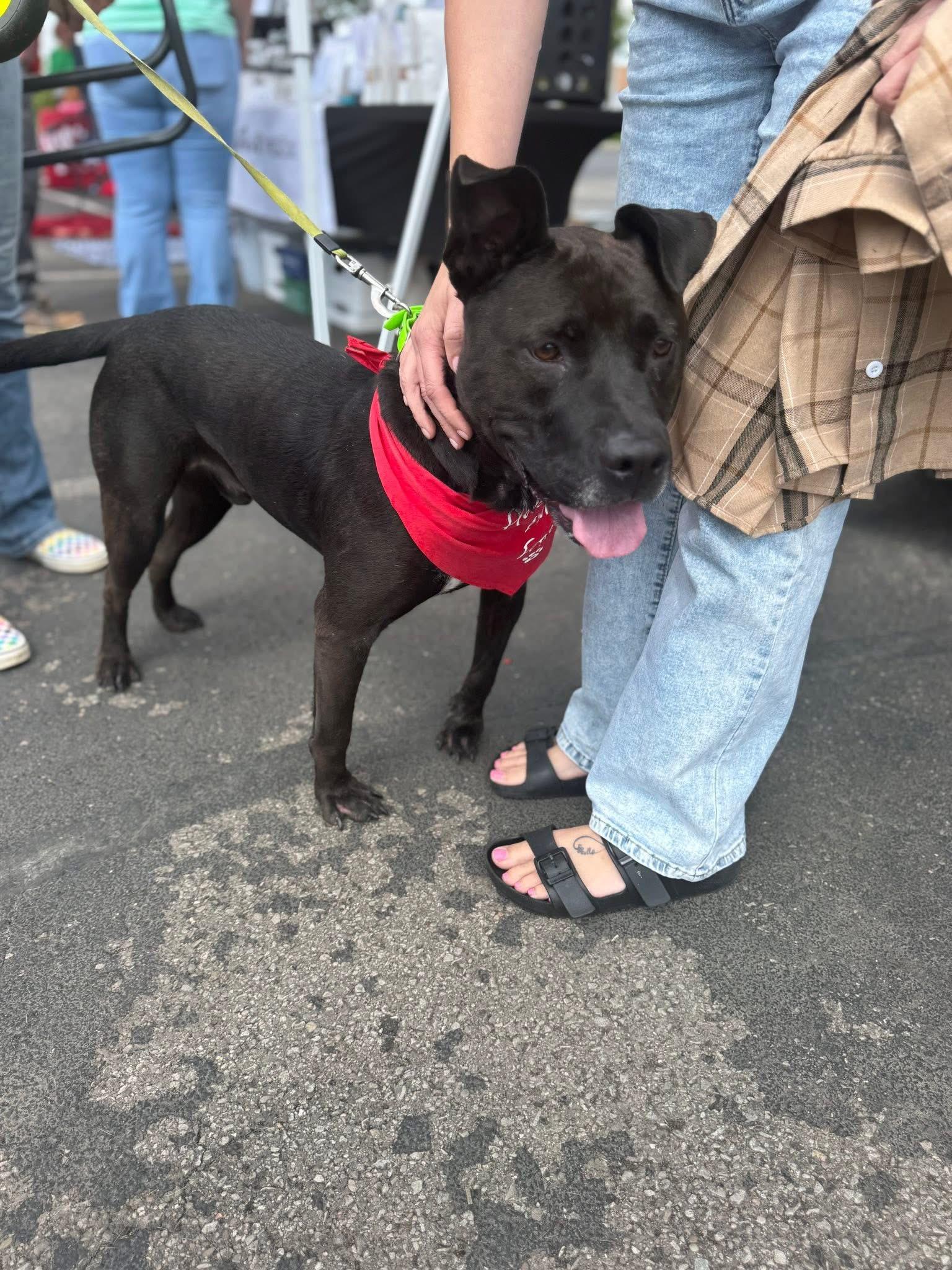 Doc, a Adoptable mixed breed in Milford, OH image 4/5