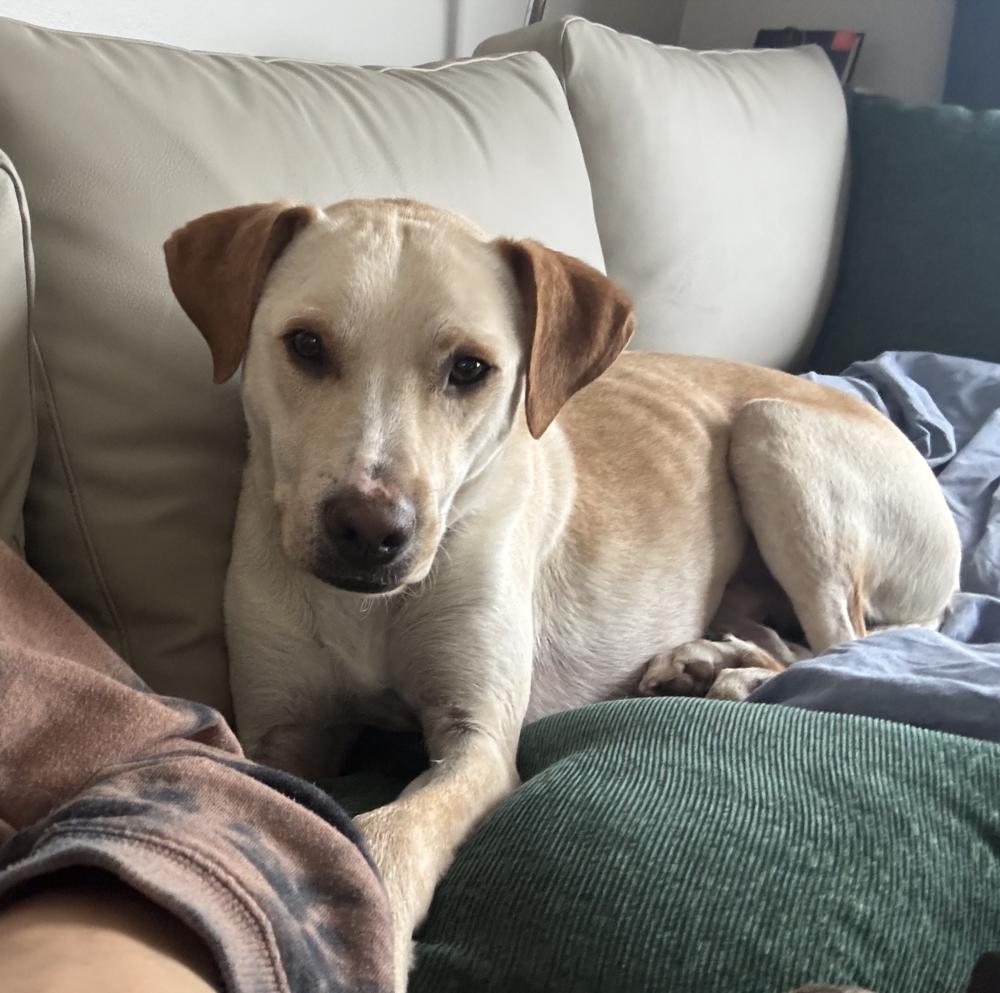 Sunny, Adoptable, Adult Male Labrador Retriever.