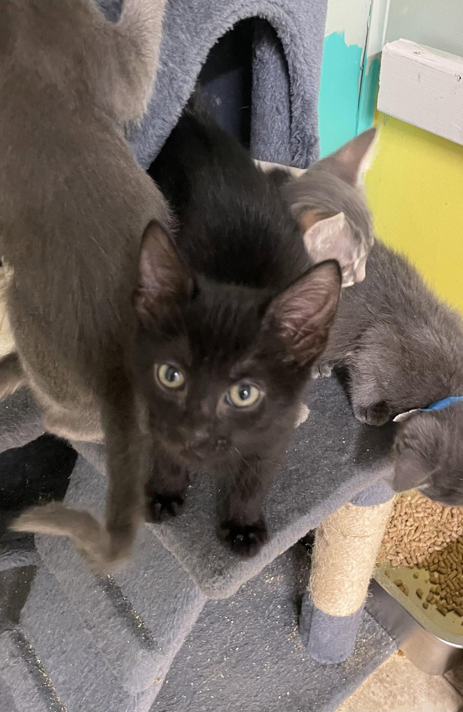 Zade, Adoptable, Kitten Male Domestic Short Hair.