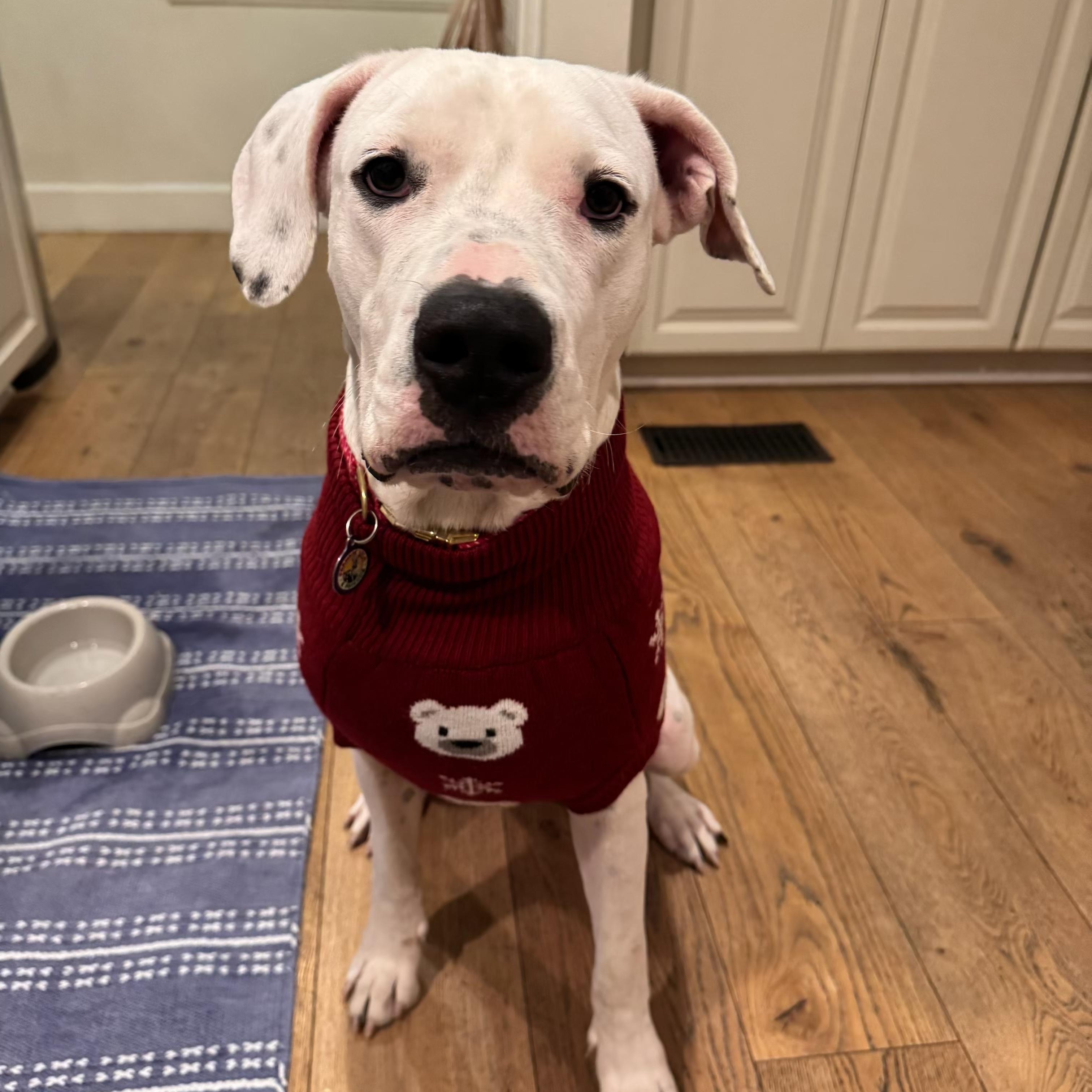 Enlarge Dolly, a Adoptable mixed breed in Sun Valley, CA image 1/6