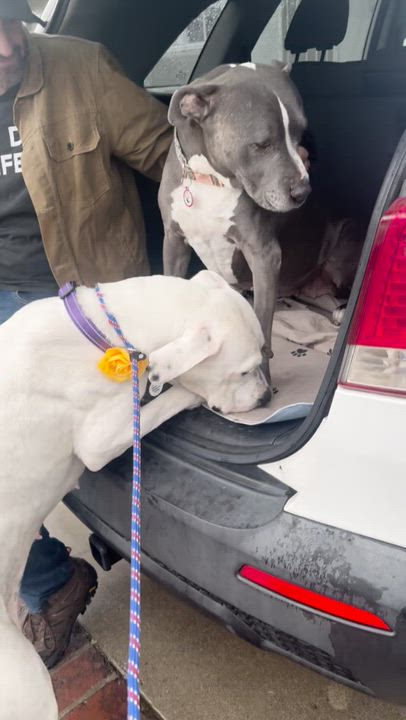 Enlarge Dolly, a Adoptable mixed breed in Sun Valley, CA video 6/6