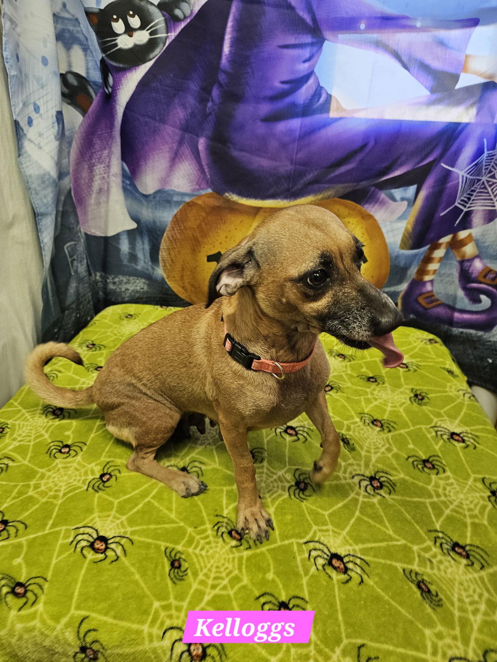 Kelloggs, Adoptable, Adult Female Rat Terrier.