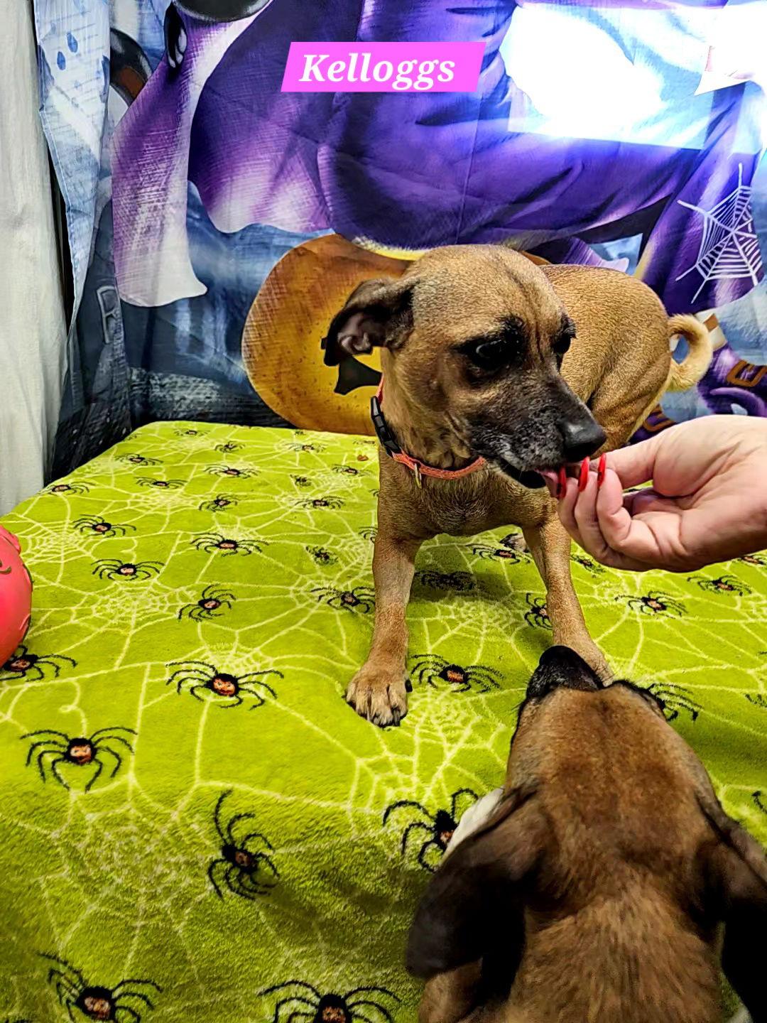 Kelloggs, a Adoptable Rat Terrier in Metairie, LA image 2/2