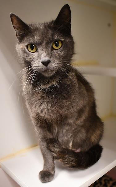 Nova, a ADOPTABLE Domestic Short Hair in Bellingham, WA image 2/2