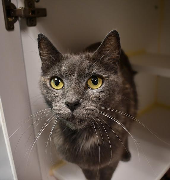 Nova, ADOPTABLE, Young Female Domestic Short Hair.