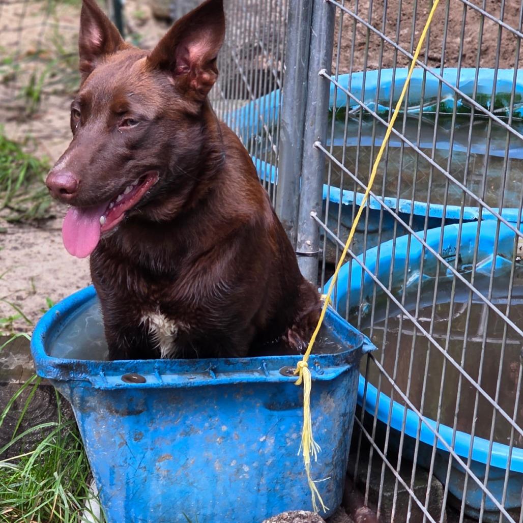 Enlarge Teddy, a Adoptable mixed breed in Sarasota, FL image 1/2