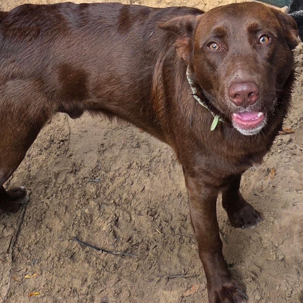 Enlarge Teddy, a Adoptable mixed breed in Sarasota, FL image 2/2