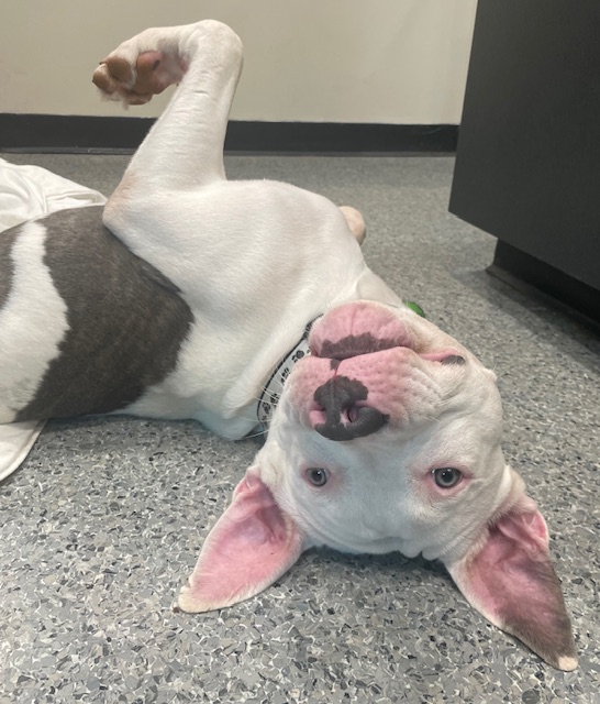 Enlarge Lou, a Adopted Pit Bull Terrier in Goodlettsville, TN image 2/6