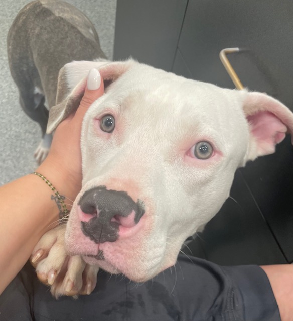 Lou, Adopted, Young Male Pit Bull Terrier.