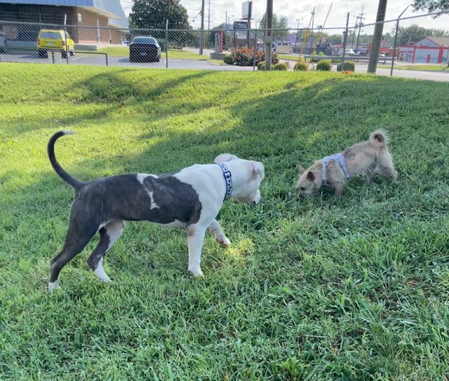 Enlarge Lou, a Adopted Pit Bull Terrier in Goodlettsville, TN image 3/6