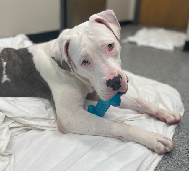 Enlarge Lou, a Adopted Pit Bull Terrier in Goodlettsville, TN image 5/6