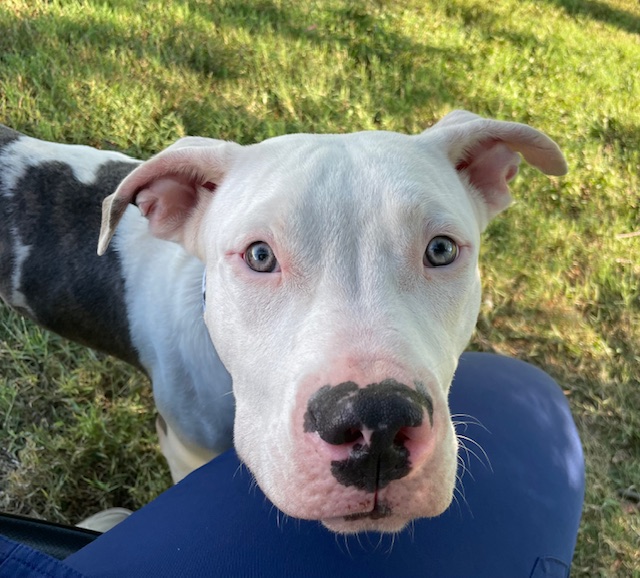 Enlarge Lou, a Adopted Pit Bull Terrier in Goodlettsville, TN image 6/6