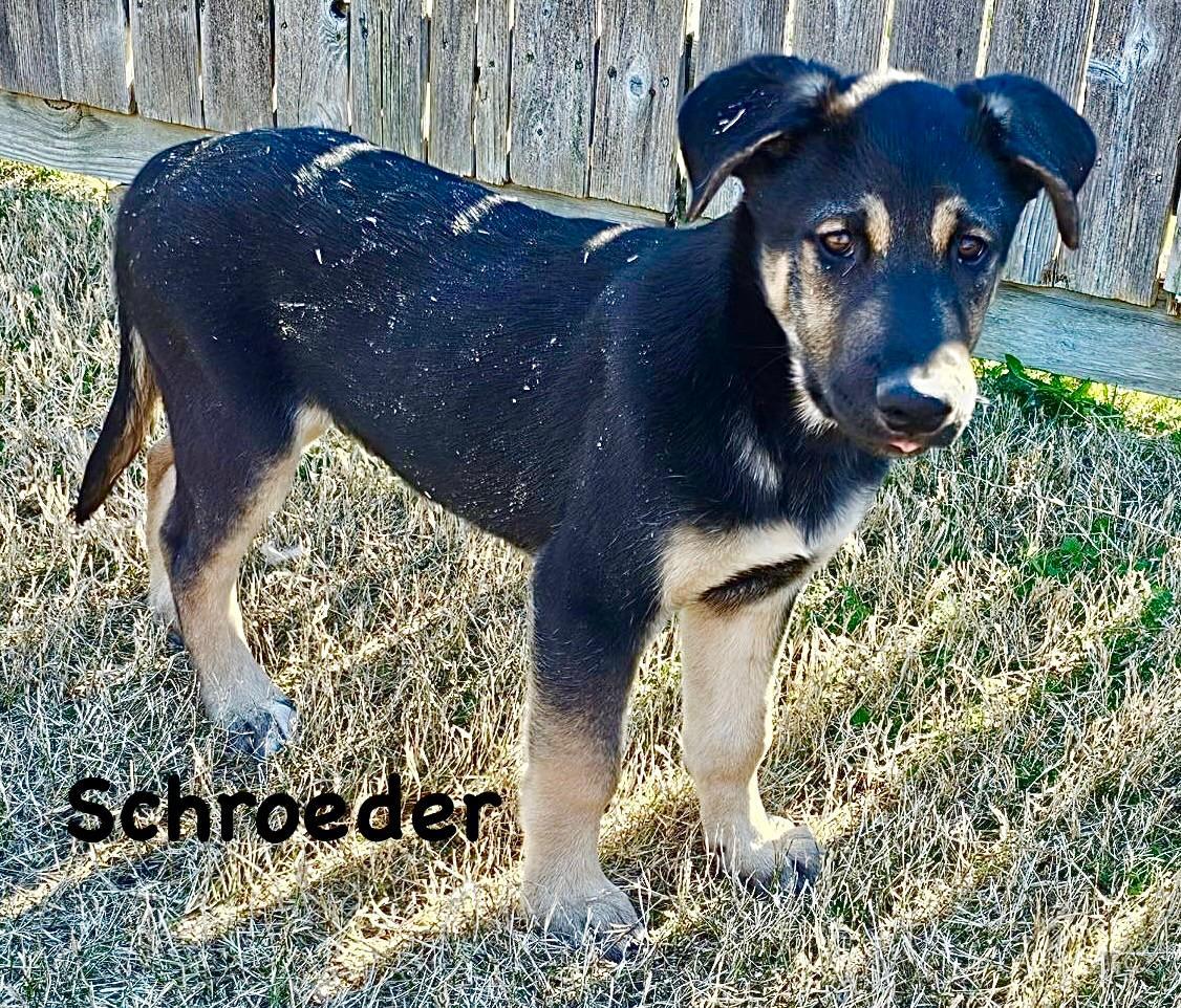 Schroeder, ADOPTABLE, Puppy Male Husky & German Shepherd Dog.