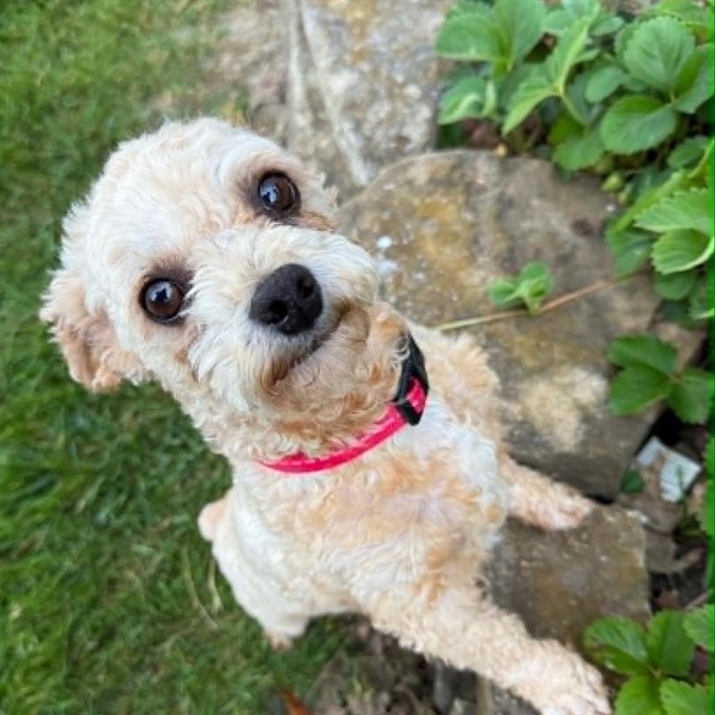 Ted, a Adoptable Miniature Poodle in Overland Park, KS image 1/2