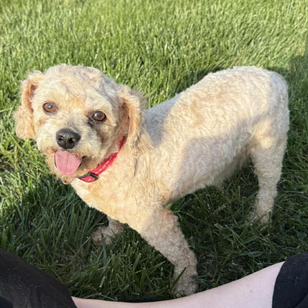 Ted, a Adoptable Miniature Poodle in Overland Park, KS image 2/2